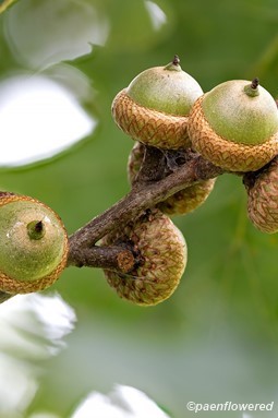 Acorns